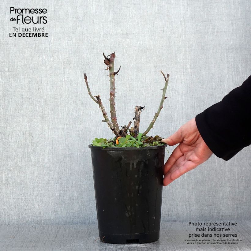 Spécimen de Rosier à grandes fleurs Ruban Rouge Pot de 4L/5L tel que livré en automne