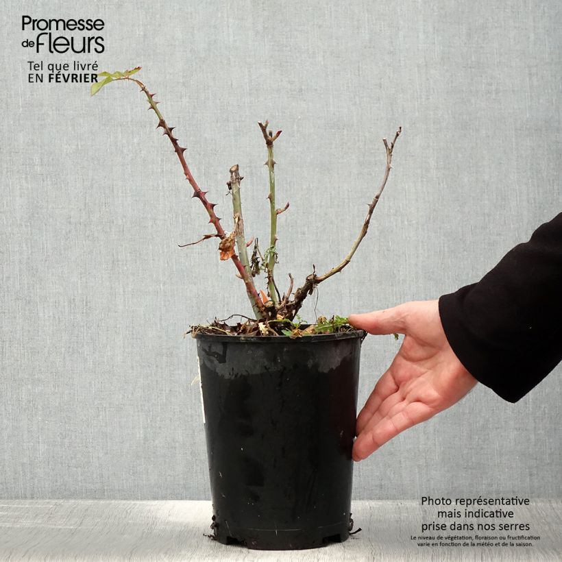 Spécimen de Rosier à grandes fleurs Ruban Rouge Pot de 4L/5L tel que livré en hiver