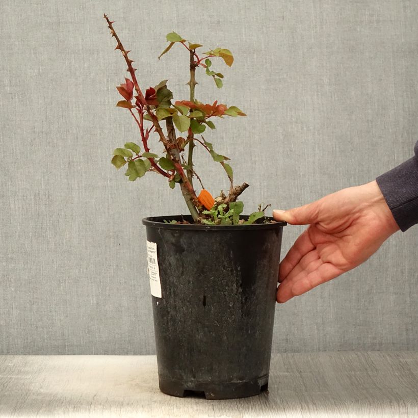 Rosa Ruban Rouge 4L/5L pot sample as delivered in spring