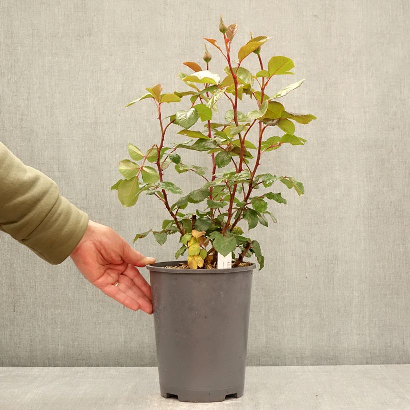 Spécimen de Rosier à grandes fleurs Schwarze Madonna Pot de 4L/5L tel que livré au printemps