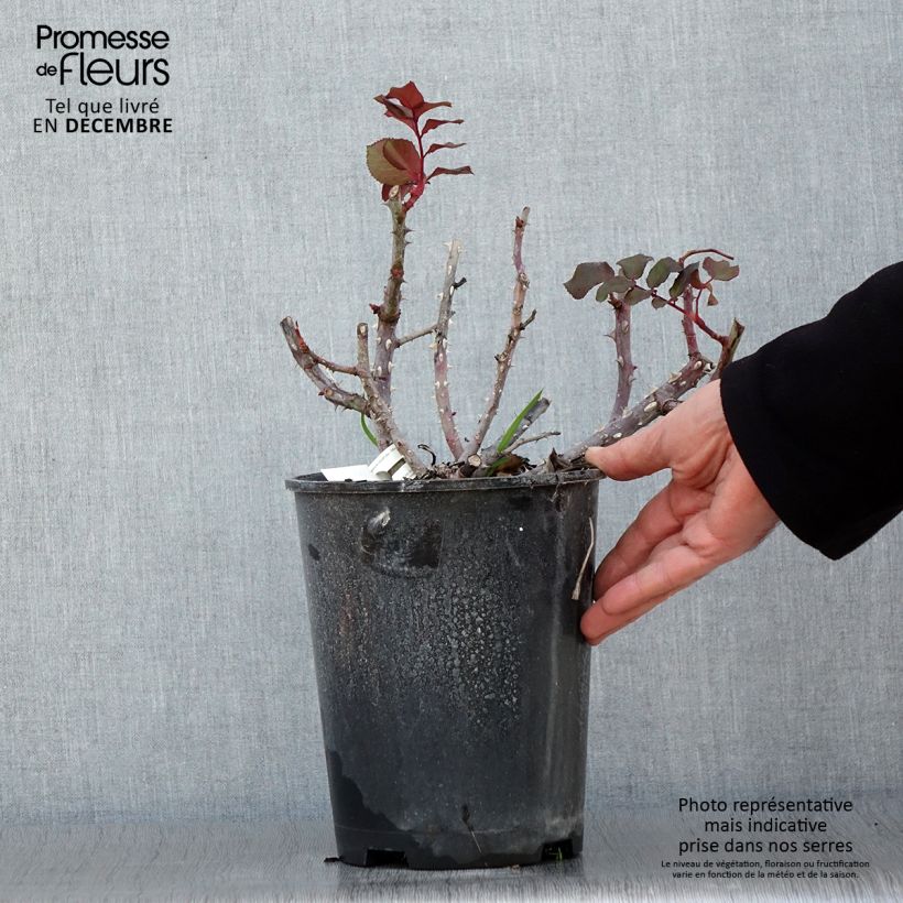 Spécimen de Rosier à grandes fleurs Simone Veil Pot de 4L/5L tel que livré en automne