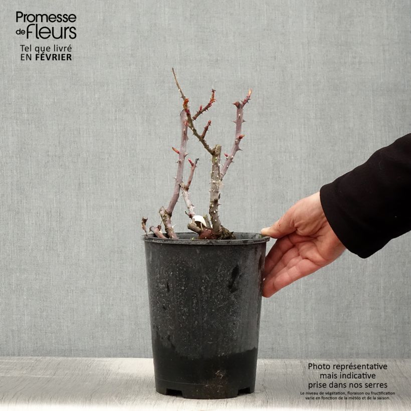 Spécimen de Rosier à grandes fleurs Simone Veil Pot de 4L/5L tel que livré en hiver