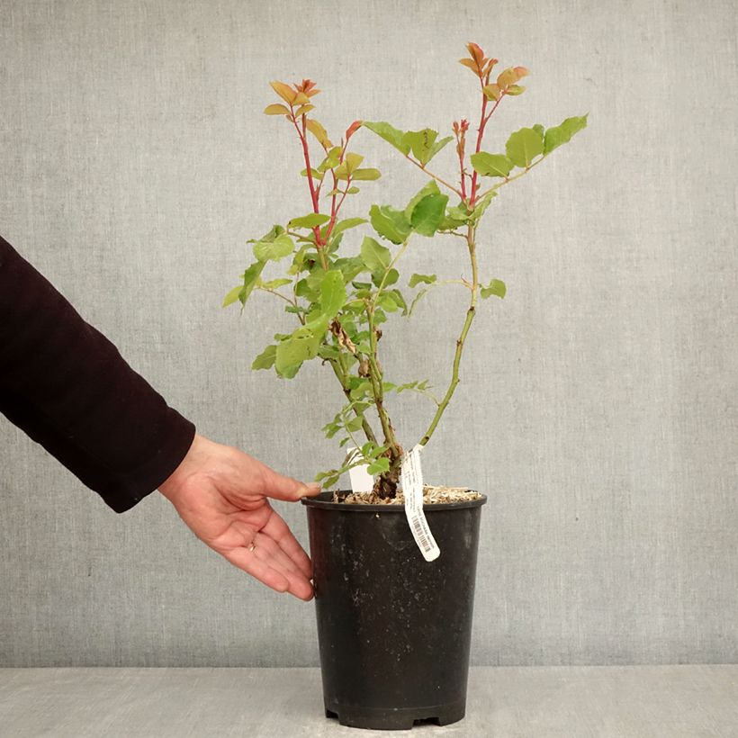 Spécimen de Rosier à grandes fleurs Sophie Rochas Pot de 3L/4L tel que livré au printemps