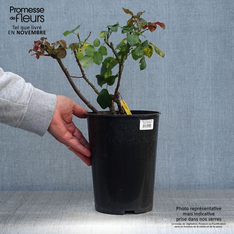 Spécimen de Rosier à grandes fleurs Souvenir de Baden-Baden Pot de 4L/5L tel que livré en automne