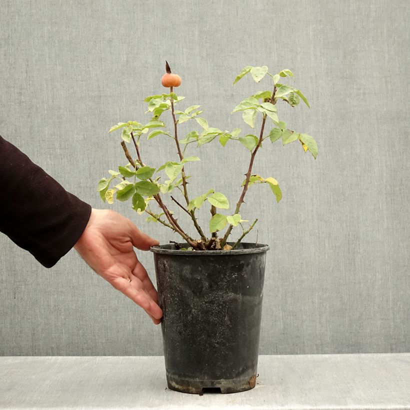 Spécimen de Rosier à grandes fleurs Summertime Pot de 4L/5L tel que livré en automne