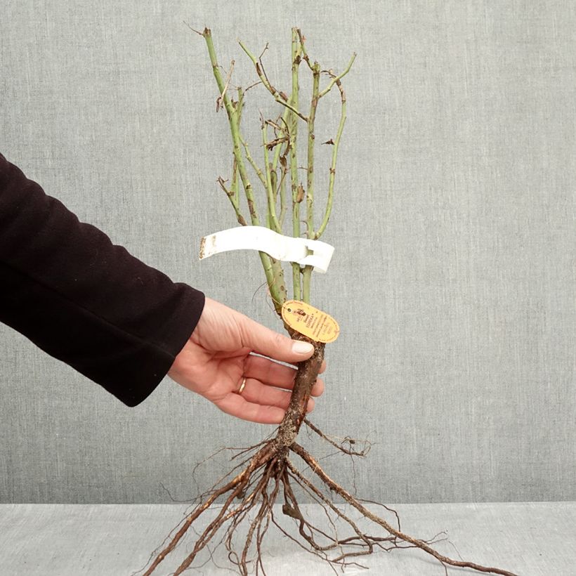 Spécimen de Rosier à grandes fleurs Sweet Eureka Racines nues tel que livré en hiver