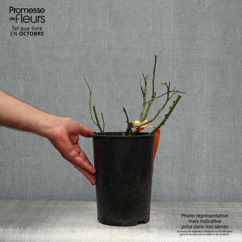 Spécimen de Rosier à grandes fleurs Terracotta Pot de 4L/5L tel que livré en automne