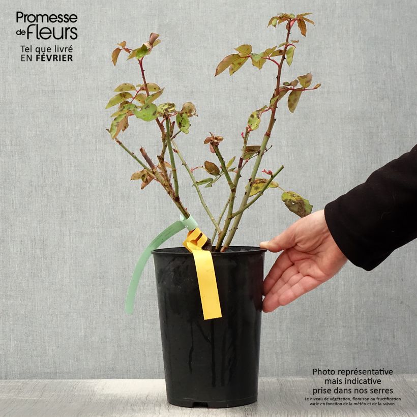 Spécimen de Rosier à grandes fleurs The McCartney Rose  Pot de 4L/5L tel que livré en hiver