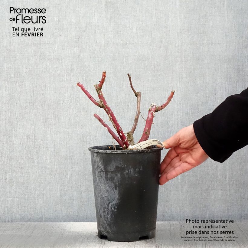 Spécimen de Rosier à grandes fleurs Thierry Marx  Pot de 4L/5L tel que livré en hiver