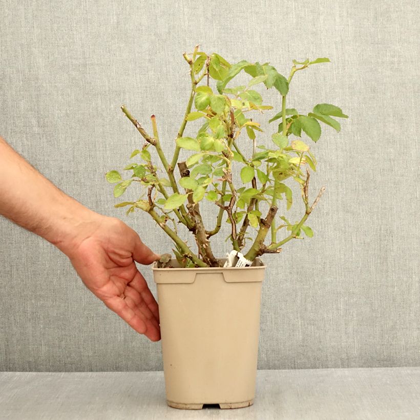 Spécimen de Rosier à grandes fleurs Thierry Marx  Pot de 4L/5L tel que livré en été