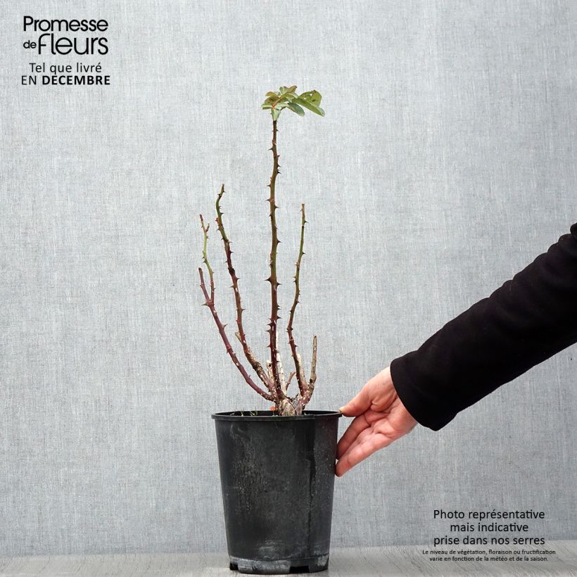 Spécimen de Rosier à grandes fleurs Traviata Pot de 4L/5L tel que livré en automne