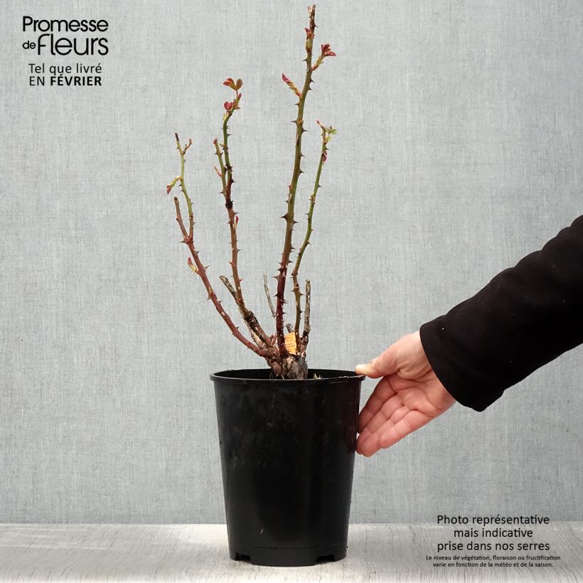 Spécimen de Rosier à grandes fleurs Traviata Pot de 4L/5L tel que livré en hiver