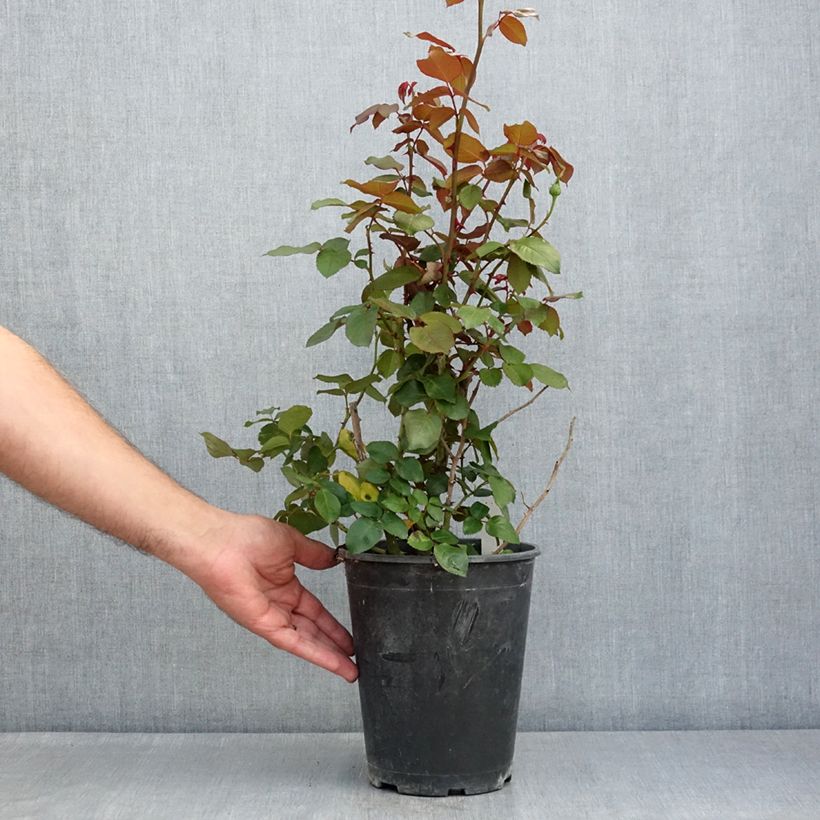Spécimen de Rosier à grandes fleurs Velasquez Pot de 4L/5L tel que livré en été