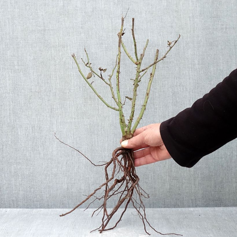 Spécimen de Rosier à grandes fleurs Velasquez Racines nues tel que livré en hiver