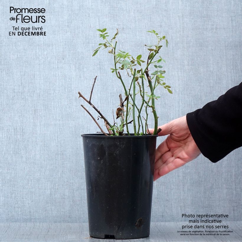 Spécimen de Rosier à grandes fleurs Ville de Chine Pot de 4L/5L tel que livré en automne