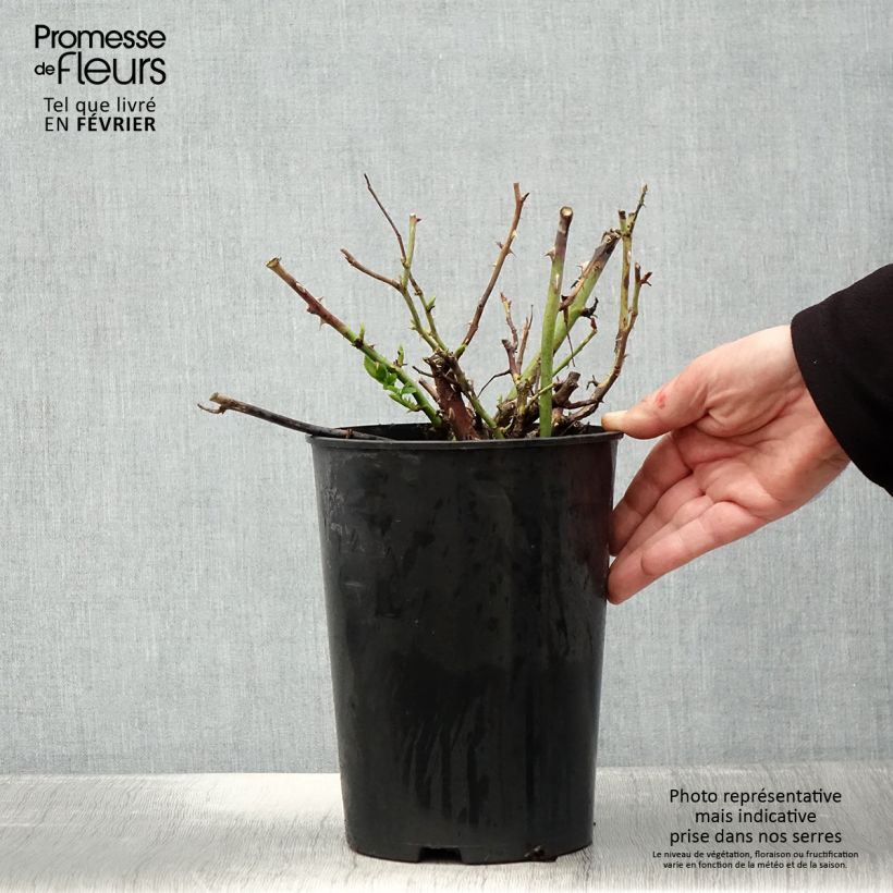 Spécimen de Rosier à grandes fleurs Ville de Chine Pot de 4L/5L tel que livré en hiver