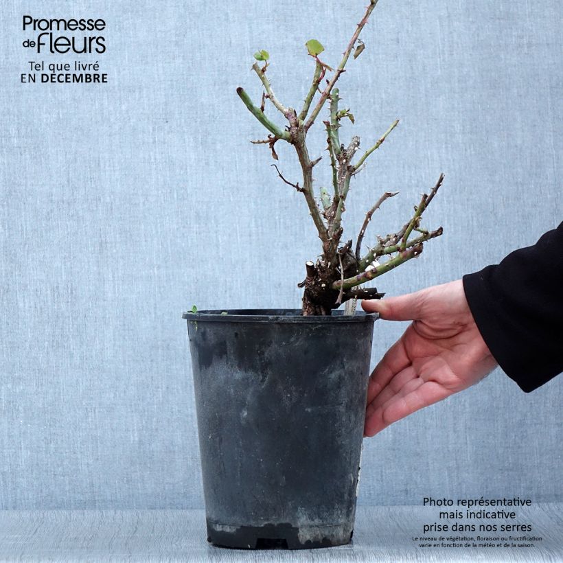 Spécimen de Rosier à grandes fleurs Ville de Fontenay-aux-Roses Pot de 4L/5L tel que livré en automne