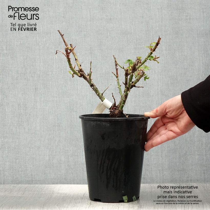 Spécimen de Rosier à grandes fleurs Ville de Fontenay-aux-Roses Pot de 4L/5L tel que livré en hiver