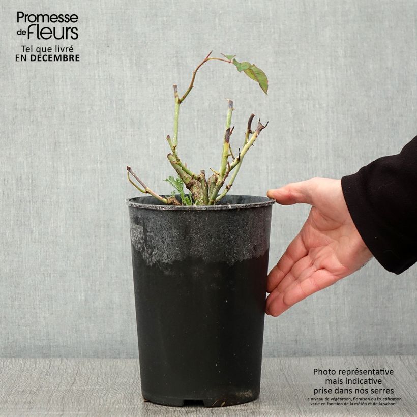 Spécimen de Rosier à grandes fleurs White Symphony Pot de 4L/5L tel que livré en automne