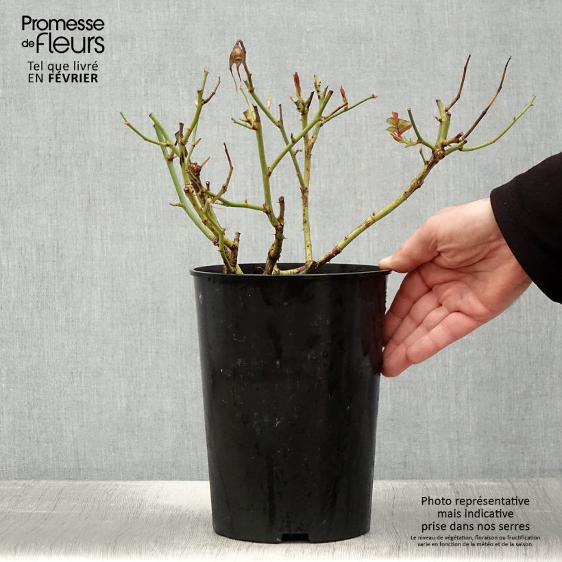 Spécimen de Rosier à grandes fleurs White Symphony Pot de 4L/5L tel que livré en hiver