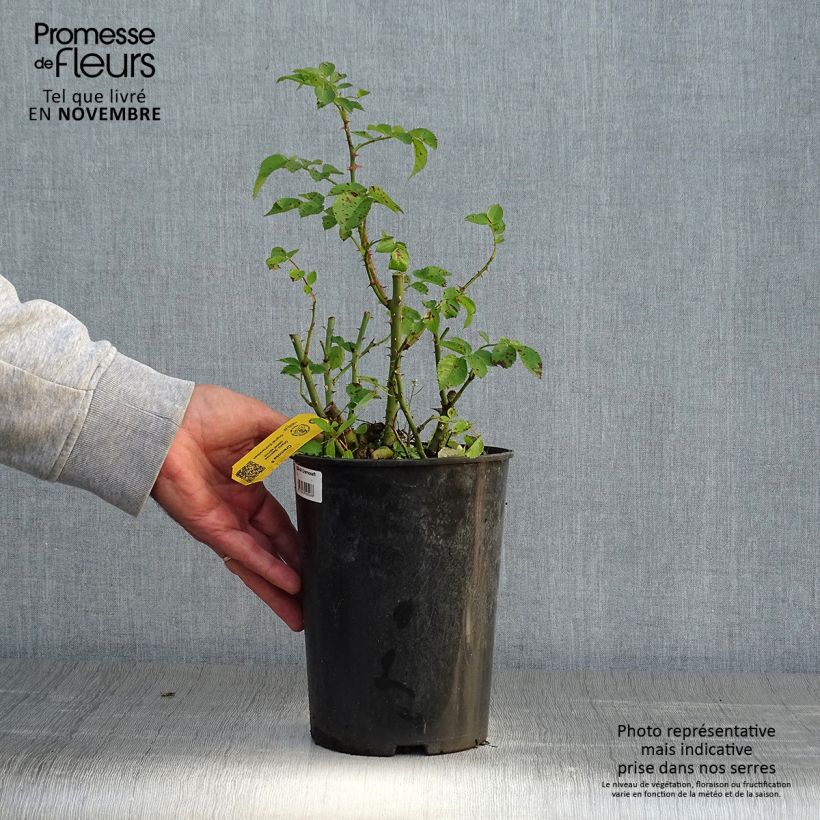 Spécimen de Rosier à massif Cremosa Pot de 2L/3L tel que livré en automne
