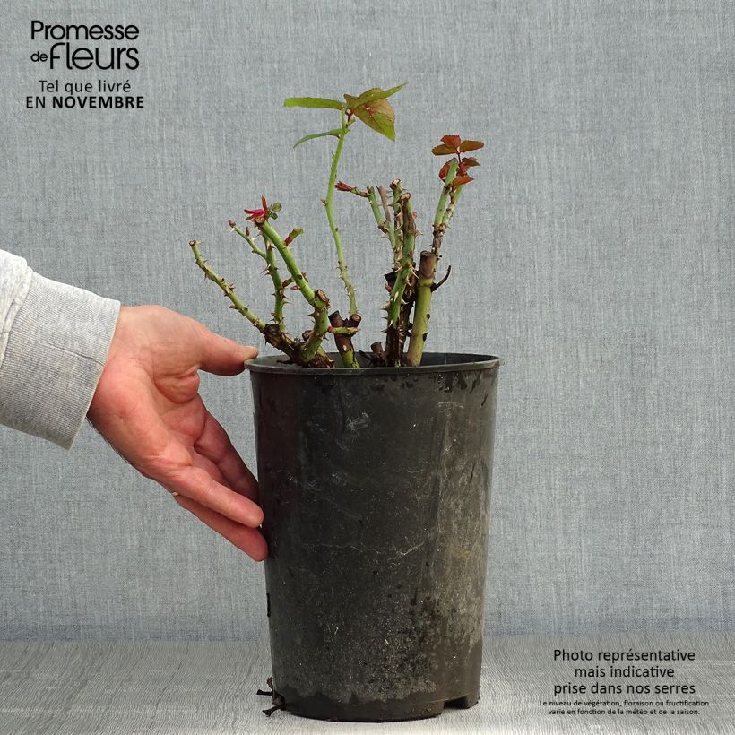 Spécimen de Rosier à massif Nadia Zerouali Pot de 4L/5L tel que livré en automne