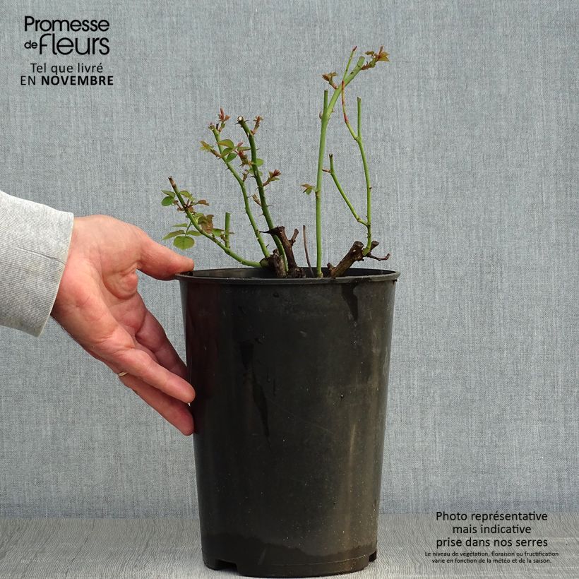 Spécimen de Rosier à massif Pear Pot de 4L/5L tel que livré en automne