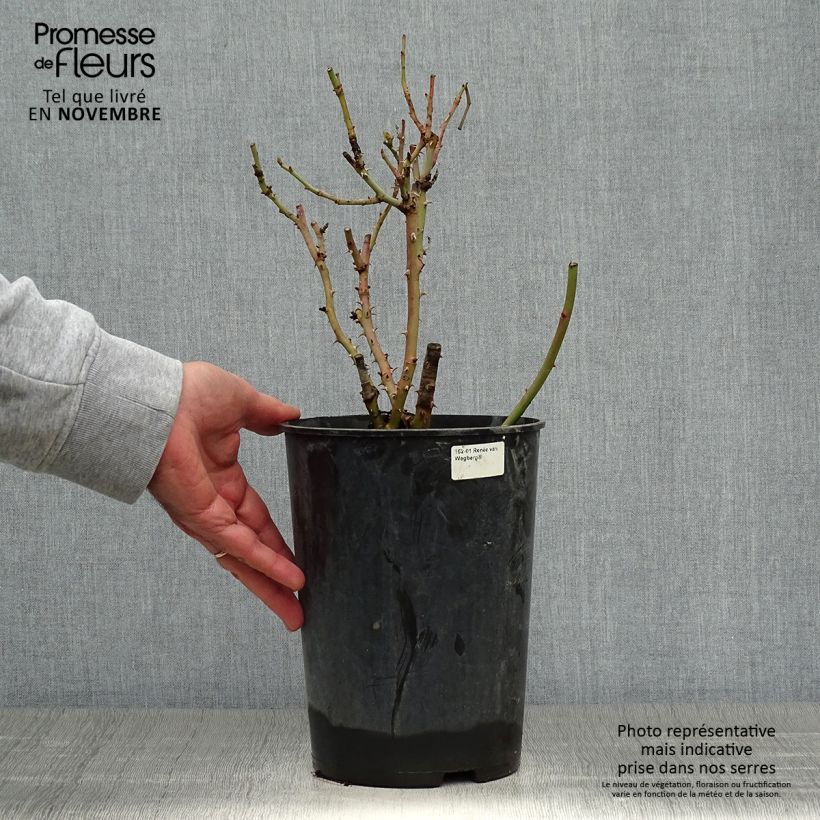 Spécimen de Rosier à massif Renée van Wegberg Pot de 4L/5L tel que livré en automne