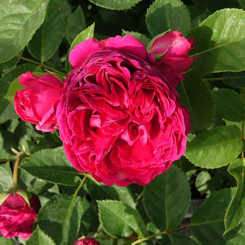 Rosier à massif Sophie Luise (Floraison)