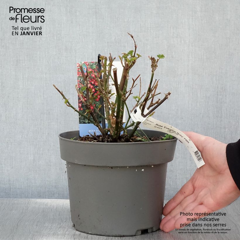Spécimen de Rosier à patio Everglow Ruby  Pot de 4L/5L tel que livré en hiver