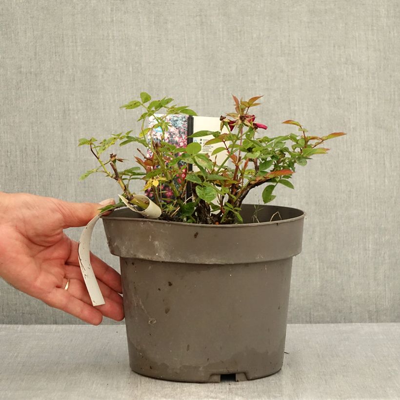 Spécimen de Rosier à patio Everglow Ruby  Pot de 4L/5L tel que livré en été