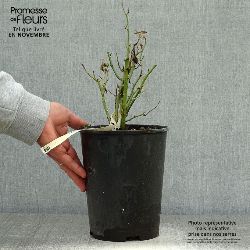 Spécimen de Rosier à pétales comestibles Tiramisu Bio Pot de 4L/5L tel que livré en automne