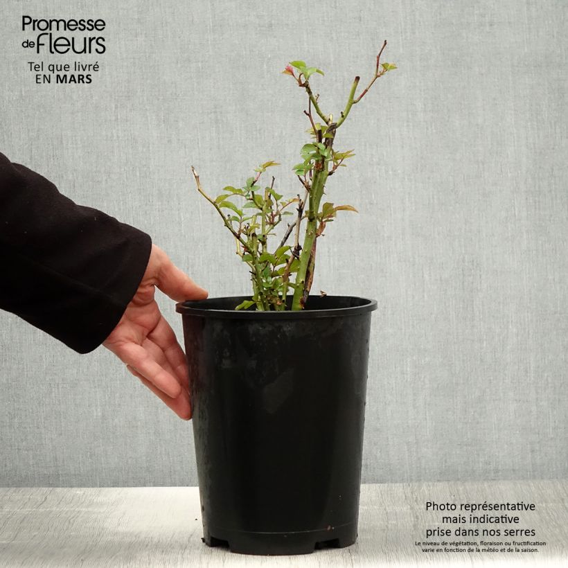 Amostra de Roseira comestível Tiramisu Bio Vaso de 4 L/5 L tal como entregue na primavera