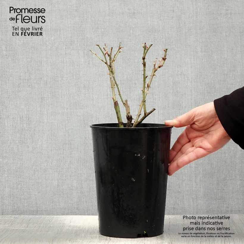 Spécimen de Rosier ancien Alba Suaveolens Pot de 4L/5L tel que livré en hiver