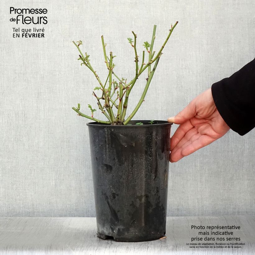 Spécimen de Rosier ancien Ballerina Pot de 4L/5L tel que livré en hiver