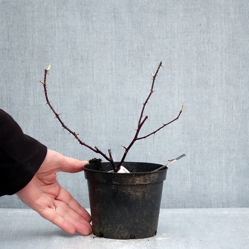 Spécimen de Rosier ancien Basye's Purple Rose Pot de 1,5L/2L tel que livré en hiver