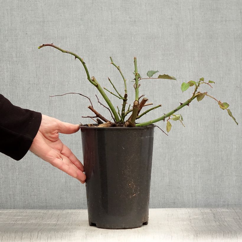 Spécimen de Rosier ancien Buff Beauty Pot de 4L/5L tel que livré en hiver