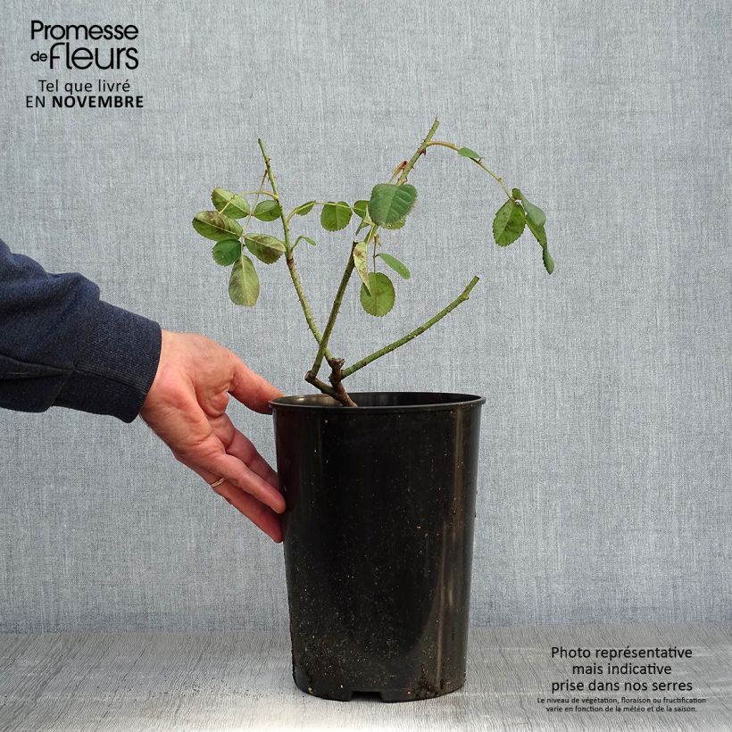 Spécimen de Rosier ancien Centifolia Muscosa Pot de 4L/5L tel que livré en automne