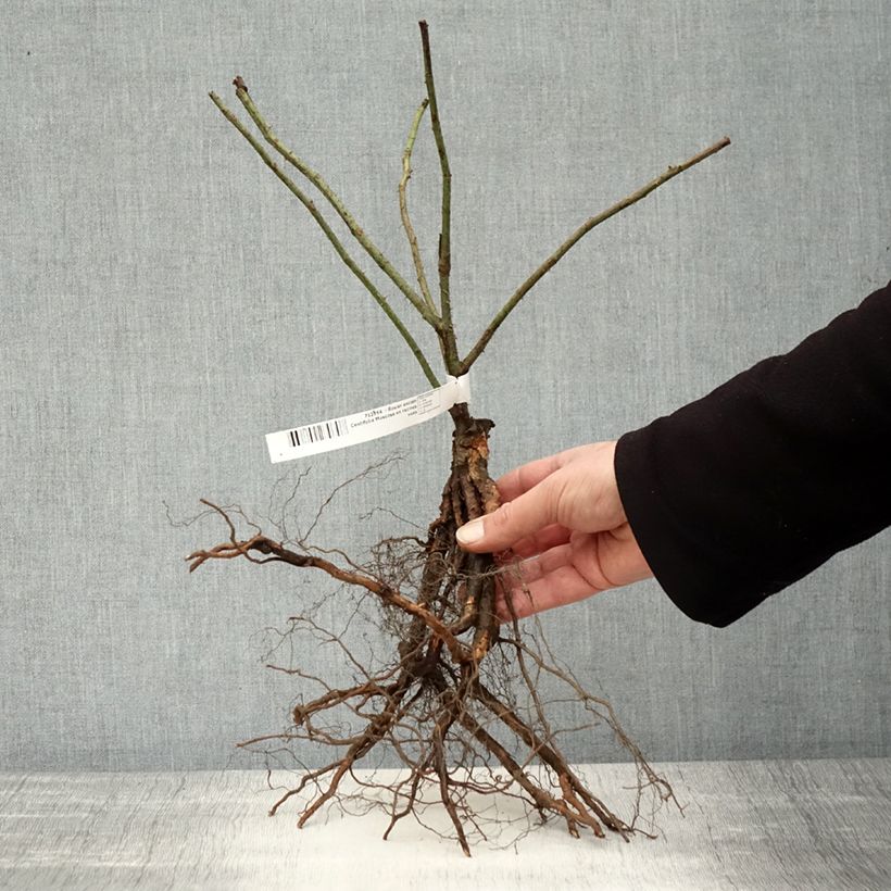 Spécimen de Rosier ancien Centifolia Muscosa Racines nues tel que livré en hiver