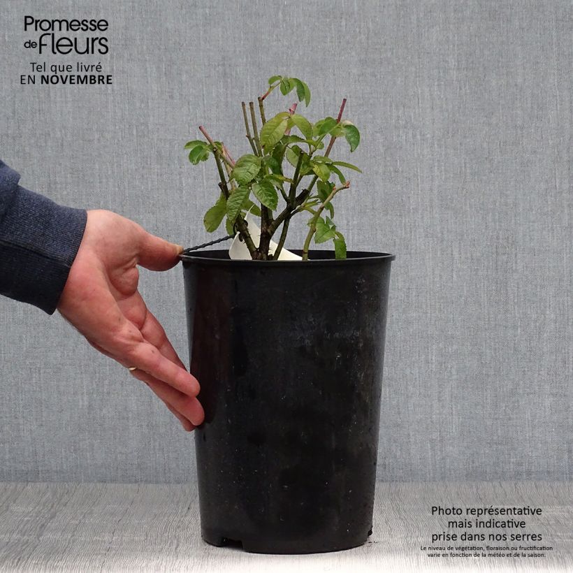 Spécimen de Rosier ancien Charles de Mills Pot de 4L/5L tel que livré en automne
