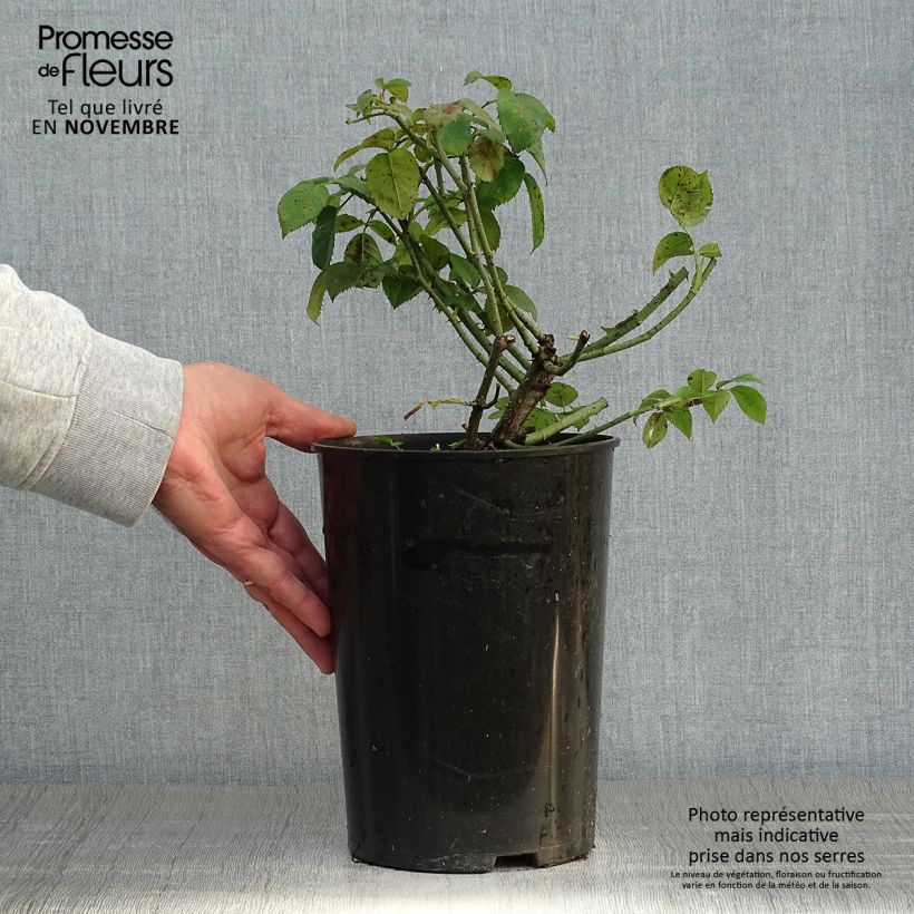 Spécimen de Rosier ancien Complicata Pot de 4L/5L tel que livré en automne