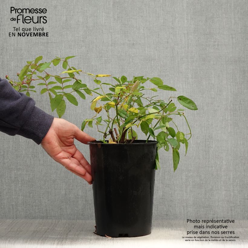 Spécimen de Rosier ancien Cornelia Pot de 4L/5L tel que livré en automne