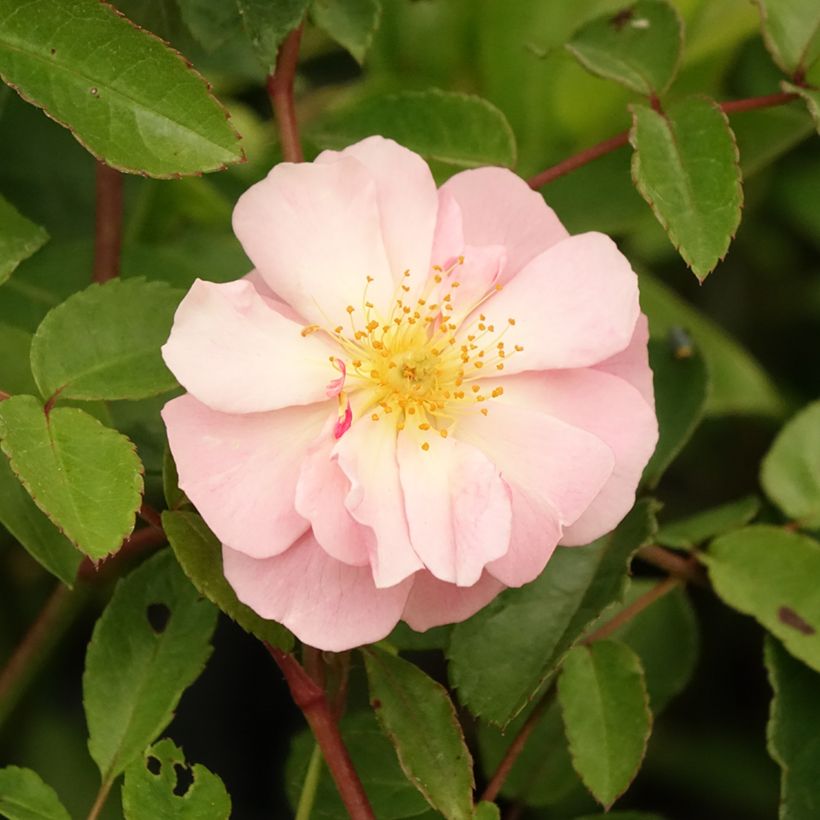 Rosier ancien Cornelia (Floraison)