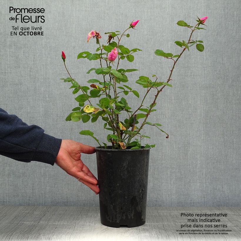 Spécimen de Rosier ancien Dainty Bess Pot de 4L/5L tel que livré en automne