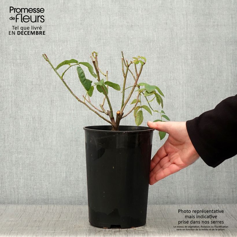Spécimen de Rosier ancien de Damas Ispahan (Pompon des Princes) Pot de 4L/5L tel que livré en automne