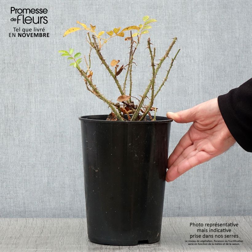Spécimen de Rosier ancien F.J Grootendorst Pot de 4L/5L tel que livré en automne