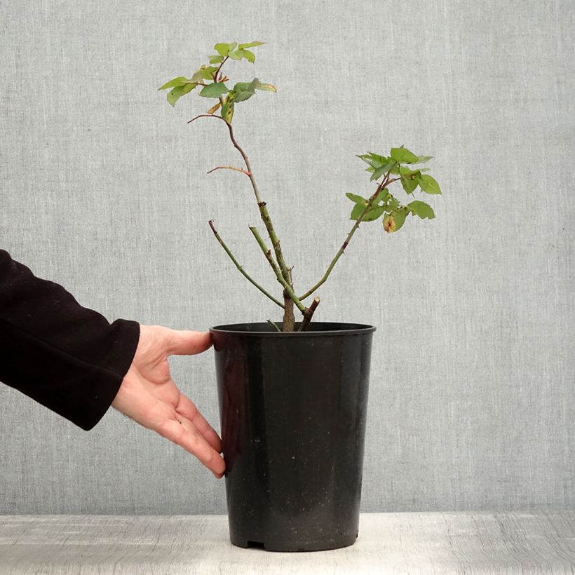 Spécimen de Rosier ancien Fantin Latour Pot de 4L/5L tel que livré en hiver