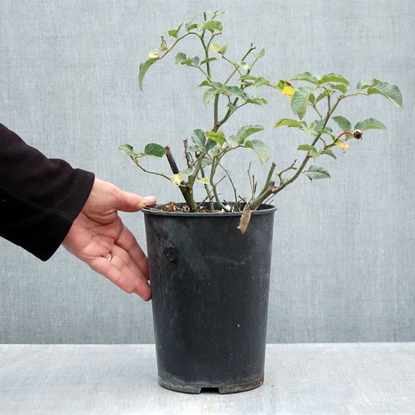 Spécimen de Rosier ancien Felicia Pot de 4L/5L tel que livré en automne