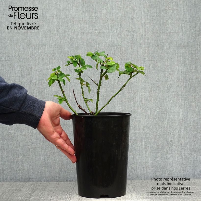 Spécimen de Rosier ancien Ferdinand Pichard Pot de 4L/5L tel que livré en automne