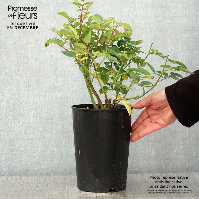 Spécimen de Rosier à grandes fleurs Fragant Old Yellow Pot de 4L/5L tel que livré en automne